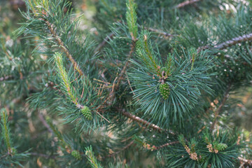 Pine tree with cones close-up, branches and cones