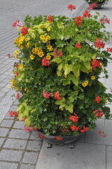Colorful Flower Arrangement in a Street Planter
