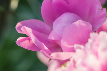 Obraz premium Beautiful delicate lush pink peonies
