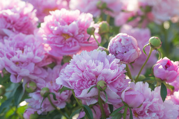 Beautiful delicate lush pink peonies