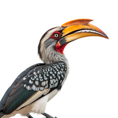 A close-up of a Southern Yellow-billed Hornbill with a striking yellow and black beak. The bird has a distinctive gray body and red facial features against a black background.