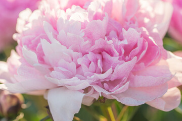 Beautiful delicate lush pink peonies