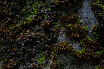 Nature Concept. close-up view of a moss-covered rock surface