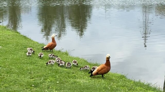 Mother Ruddy shelduck with her small ducklings on lake in the summer. Small ducklings learn to swim and dive to get food from the bottom of the pond in summer season.