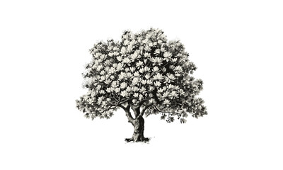 Vector illustration, Magnolia Tree artwork, botanical drawing, flower branch design, garden scenery, natural elements, spring bloom, ornamental plants, eco style, floral composition. © aura studio
