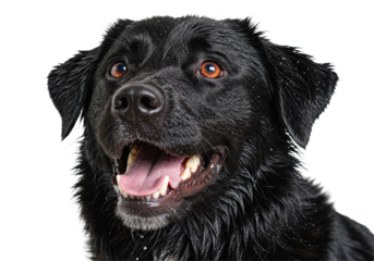 Isolated Smiling Wet Black Labrador Retriever with Open Mouth