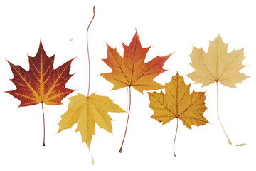 Fototapeta premium Vibrant autumn maple leaves isolated on red leaf fall gold tree life brown on transparent background