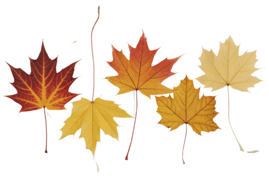 Vibrant autumn maple leaves isolated on red leaf fall gold tree life brown on transparent background