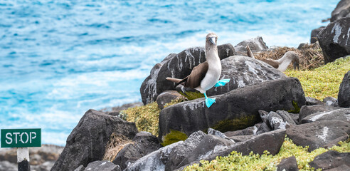 Blue-Footed Booby with One Leg Up, Dancing the Mating Dance, Galapagos National Park
