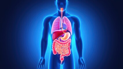 Human Anatomy Detailed Illustration of Internal Organs and Systems