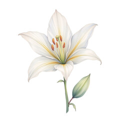 Elegant white lily flower nature garden botanical illustration tranquil setting artistic perspective natural beauty