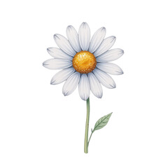 Fototapeta premium Delicate daisy flower natural setting botanical illustration isolated view nature concept for art enthusiasts