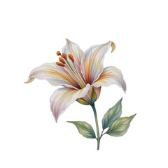 Delicate white lily flower botanical art nature illustration studio setting close-up view floral design