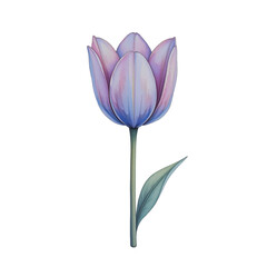Delicate purple tulip flower botanical garden digital art natural setting close-up view floral beauty