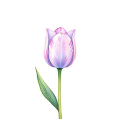Elegant tulip flower illustration botanical art nature scene serene environment close-up view floral design