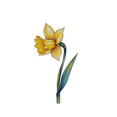 Blooming daffodil flower in nature botanical illustration vibrant colors artistic representation