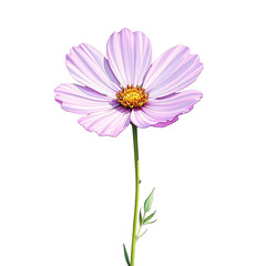 Blooming cosmos flower in nature botanical art close-up view vibrant colors floral beauty