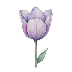 Blooming lavender tulip botanical garden illustration artistic environment close-up view floral beauty