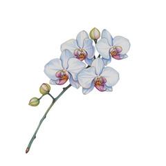 Delicate orchid bloom nature botanical illustration floral art close-up elegance and beauty