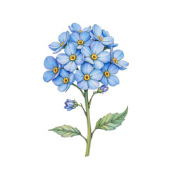 Delicate blue flowers botanical garden nature illustration calm environment close-up view floral concept