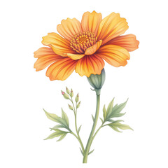 Vibrant orange flower illustration nature studio botanical art bright environment close-up view floral concept