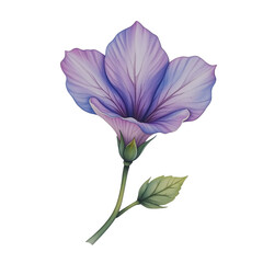 Delicate purple flower illustration botanical art nature scene soft light detailed view floral design