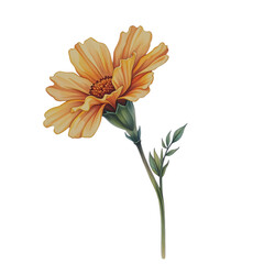 Blooming marigold flower nature botanical illustration white nature's beauty floral art