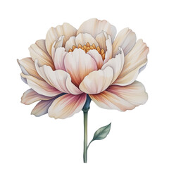 Delicate flower blooming nature scene botanical illustration soft pastel colors close-up perspective serenity in nature
