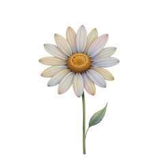 Delicate daisy flower illustration nature floral art studio creative design