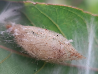 A silky cocoon clings gently to a leaf, blending seamlessly with nature. Inside, a wondrous...