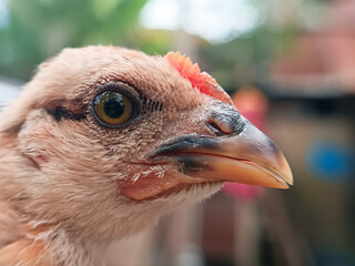 The close-up images show the head of a young chicken with textured skin, a curved yellow beak, and...