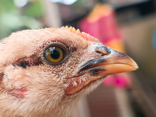 The close-up images show the head of a young chicken with textured skin, a curved yellow beak, and a vivid yellow-brown eye. The focus reveals fine feathers and natural details.
