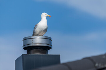 European Herring Gull on a post