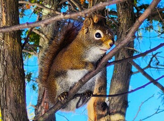 squirrel on tree