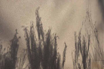 Soft shadows of plants cast on a wall in natural light. The delicate silhouettes create a peaceful and artistic play of light and form, blending nature with minimal architectural texture