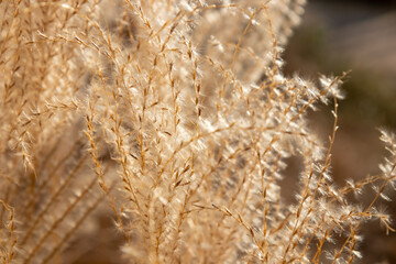 Organic patterns of plant life, raw ecological textures of Finnish nature in fall - a rich autumn...
