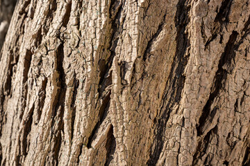 Close-up of tree bark. Organic patterns of plant life, raw ecological textures, serene seasonal background