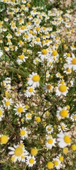 field of daisies