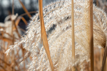 Organic patterns of plant life, raw ecological textures of Finnish nature in fall - a rich autumn...
