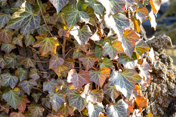 Close-up of ivy climbing across tree bark. Organic patterns of plant life, raw ecological textures, serene seasonal background