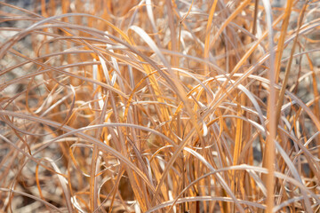 Organic patterns of plant life, raw ecological textures of Finnish nature in fall - a rich autumn palette of earthy tones. The beauty of the Nordic forest wilderness as a serene seasonal background