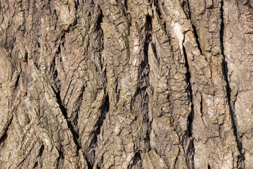 Close-up of tree bark. Organic patterns of plant life, raw ecological textures, serene seasonal background