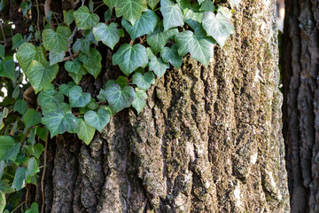 Close-up of ivy climbing across tree bark. Organic patterns of plant life, raw ecological textures, serene seasonal background