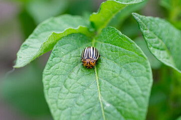 colorado potato beetle, striped beetle, pest insect on green leaf