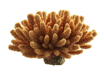 Isolated Detailed Staghorn Coral Specimen