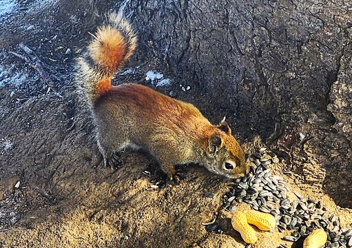 squirrel in the park - Powered by Adobe