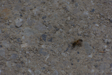 Vibrant macro close-up of a bee, showcasing intricate details and delicate textures against a soft, bright background.
