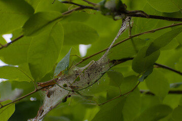 A delicate spiderweb encases leaves and a spider, nestled among vibrant green foliage, revealing hidden life in nature's intricate details