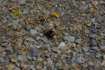 A lone bumblebee rests amidst earth-toned gravel and dried leaves, a raw, close-up snapshot of nature's subtle interactions