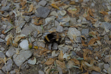 A lone bumblebee rests amidst earth-toned gravel and dried leaves, a raw, close-up snapshot of nature's subtle interactions